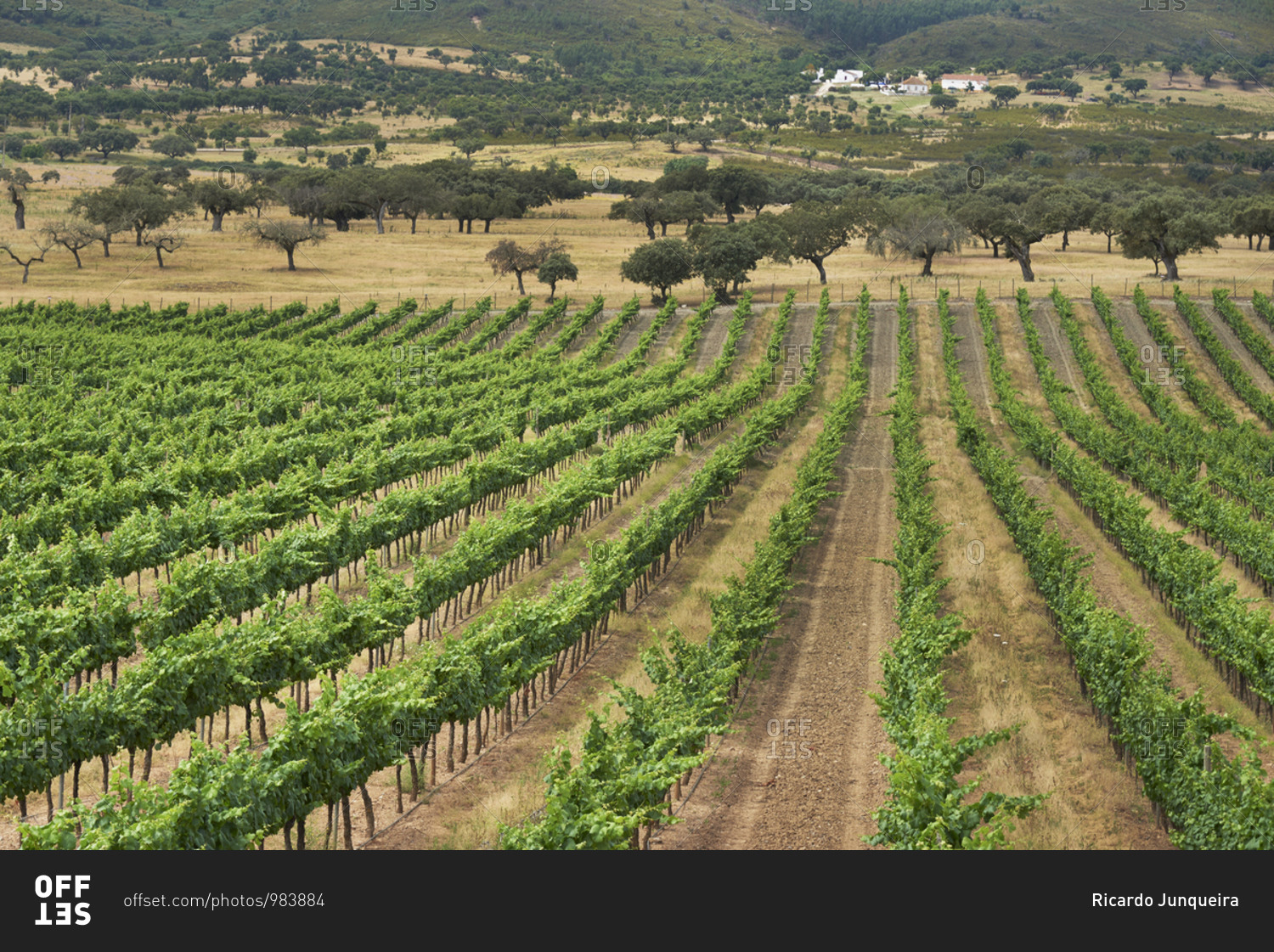 Green rows in a vineyard in Alentejo, Portugal