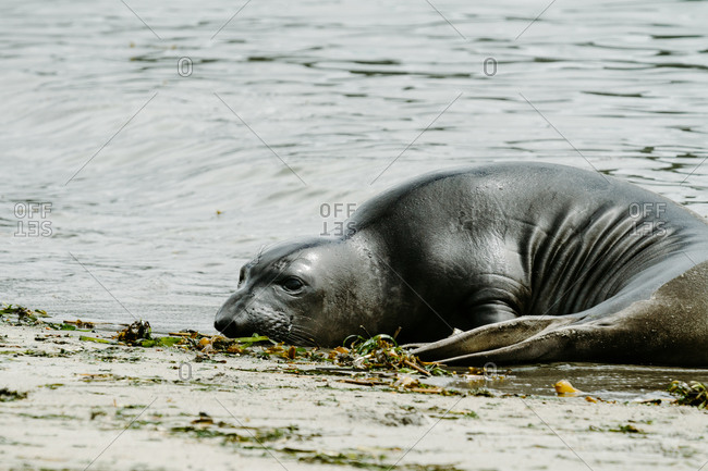 A seal resting peacefully on the seashore
