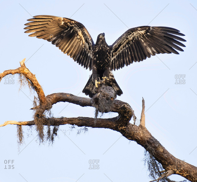First Flight Fledgling Bald Eagle Wings Spread Wide Lands on Tree