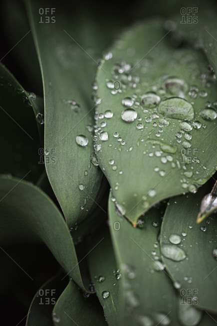 Close up of water droplets on green leaves after a rain.