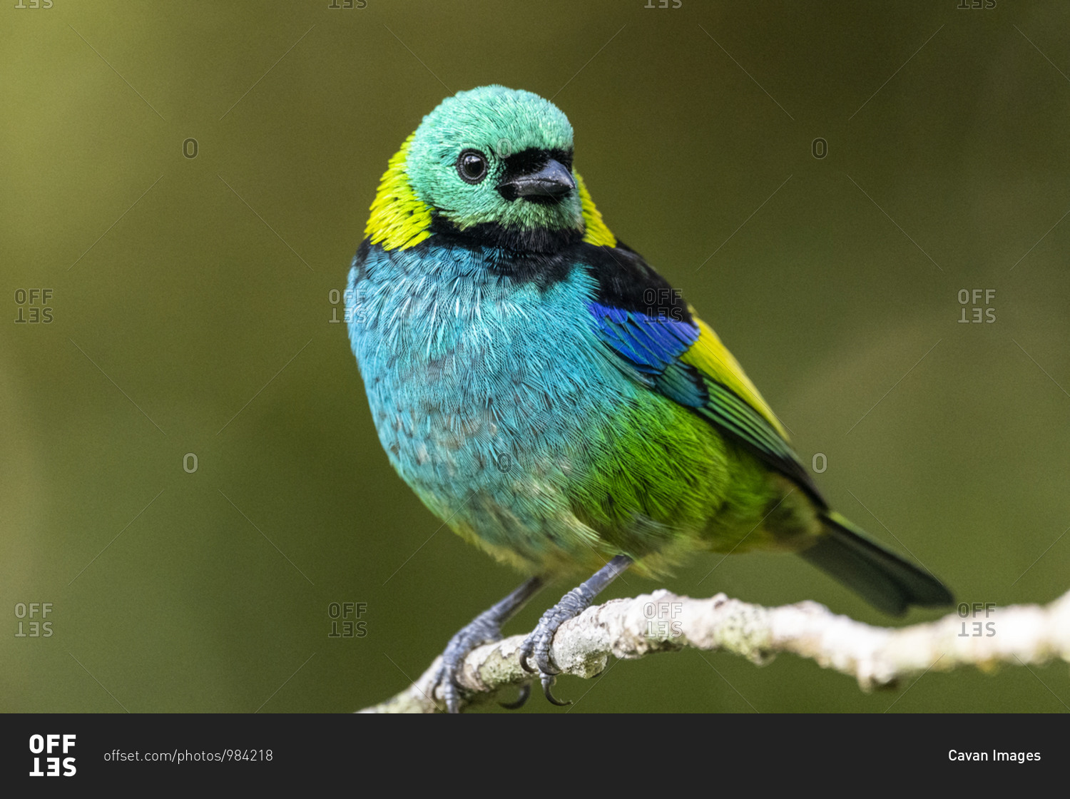 Beautiful colorful rainforest bird on tree branch