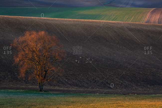 Single tree in Turiec region, Slovakia.