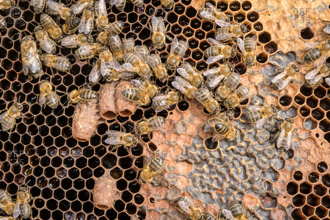 Bees working in honeycomb - Offset