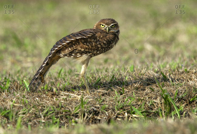 Burrowing owl on the savannah in Southern Colombia