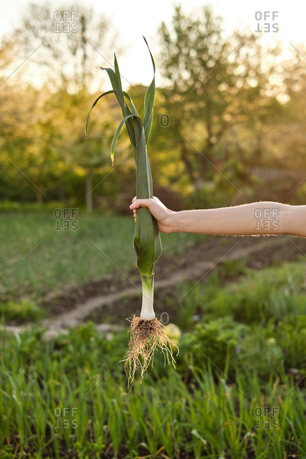Leeks and a garden spatula in hands on a garden background
