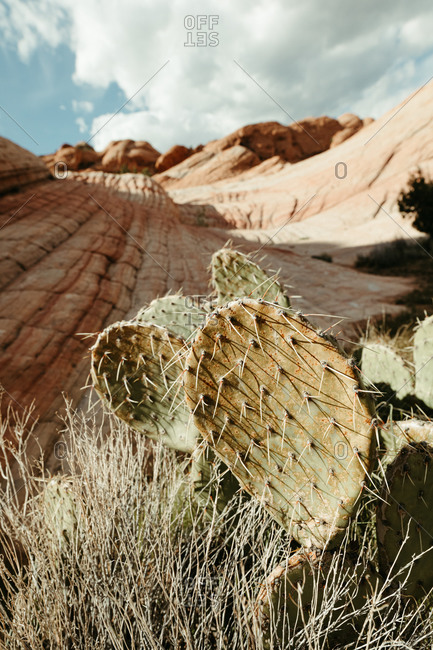 Desert cactus grows amongst petrified sand dunes of utah desert land