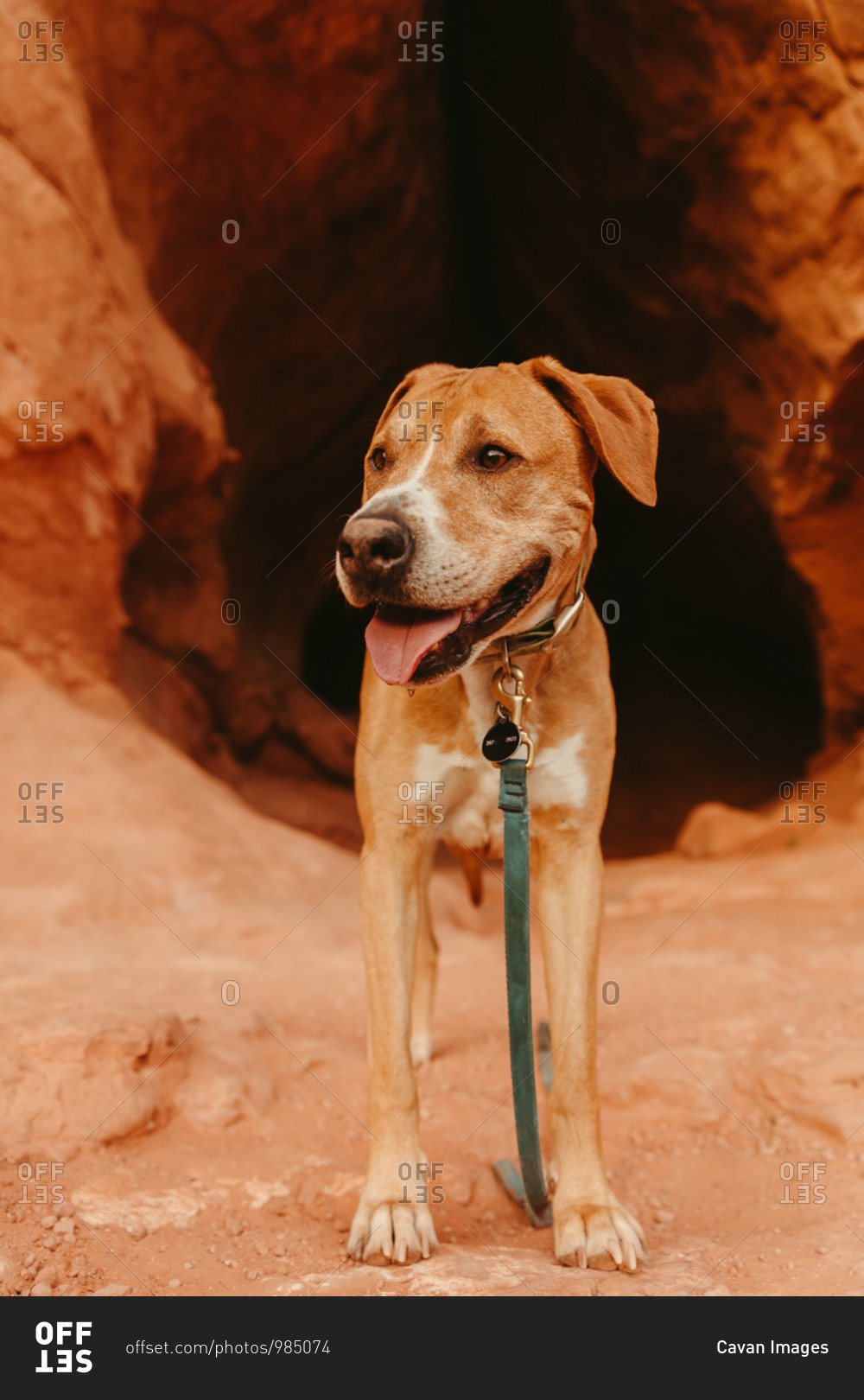 pitbull mutt pants outside of cave entrance with color and leash