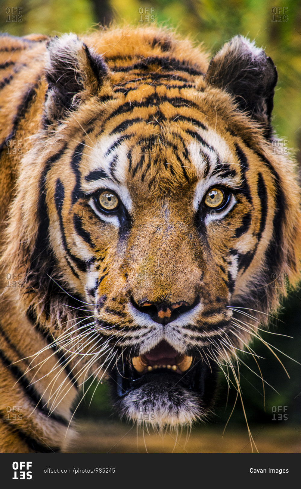 This is a tiger portrait. This menacing tiger have great orange eyes. stock  photo