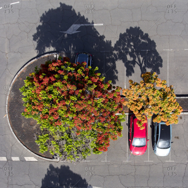 Cars in the parking lot beside blooming trees