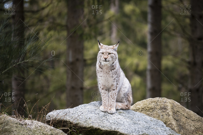 Lynx, lynx, predator (Carnivora) Bavaria, Germany, Europe