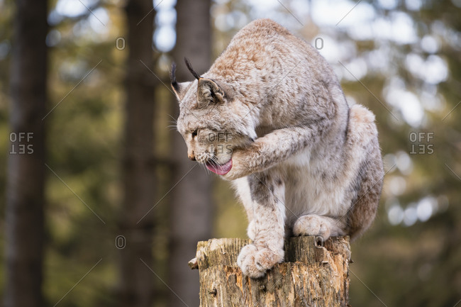 Lynx, lynx, predator (Carnivora) Bavaria, Germany, Europe