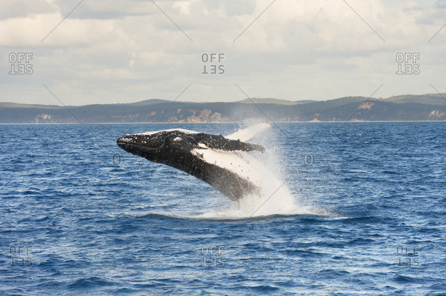 Humpback whale (Megaptera novaeangliae) breaching, Hervey Bay, Queensland, Australia