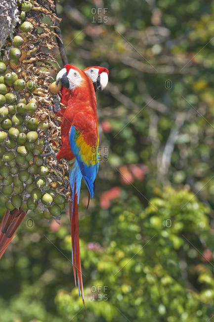 Scarlet Macaws (Ara macao) perching on a tree, Corcovado National Park, Osa Peninsula, Costa Rica