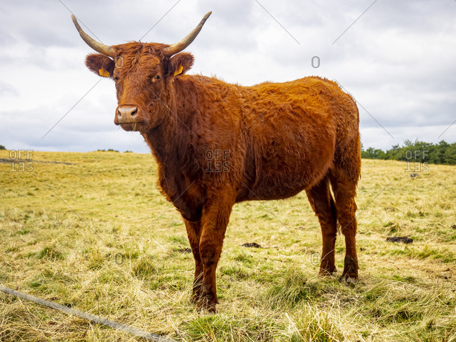 Cattle of the Salers breed on mountain pasture in the Cantal, Massif Central, near Thiezac, Cantal Department, Auvergne, France