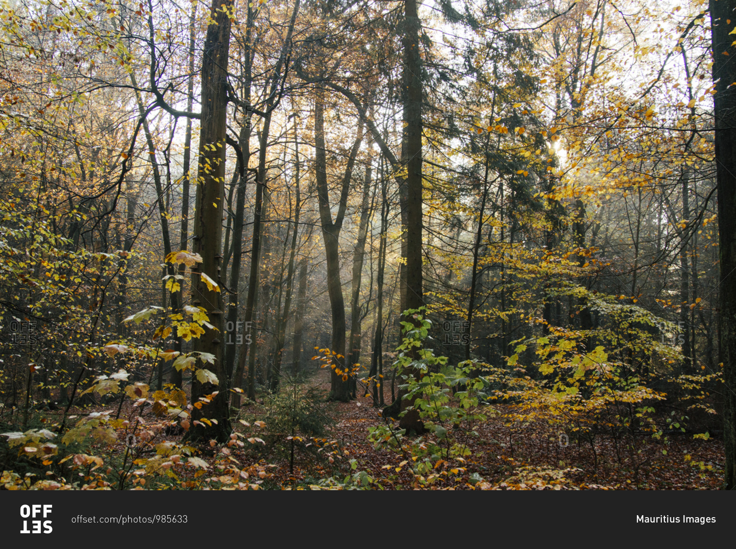 Autumn forest, Silberbach valley in Horn-Bad Meinberg, North Rhine-Westphalia.