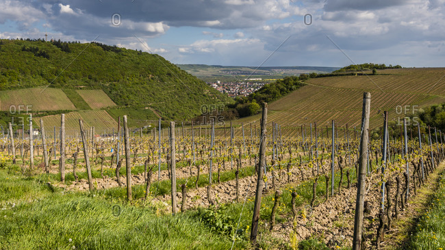 Vineyard in Nahe valley near Bingen / Bingerbruck