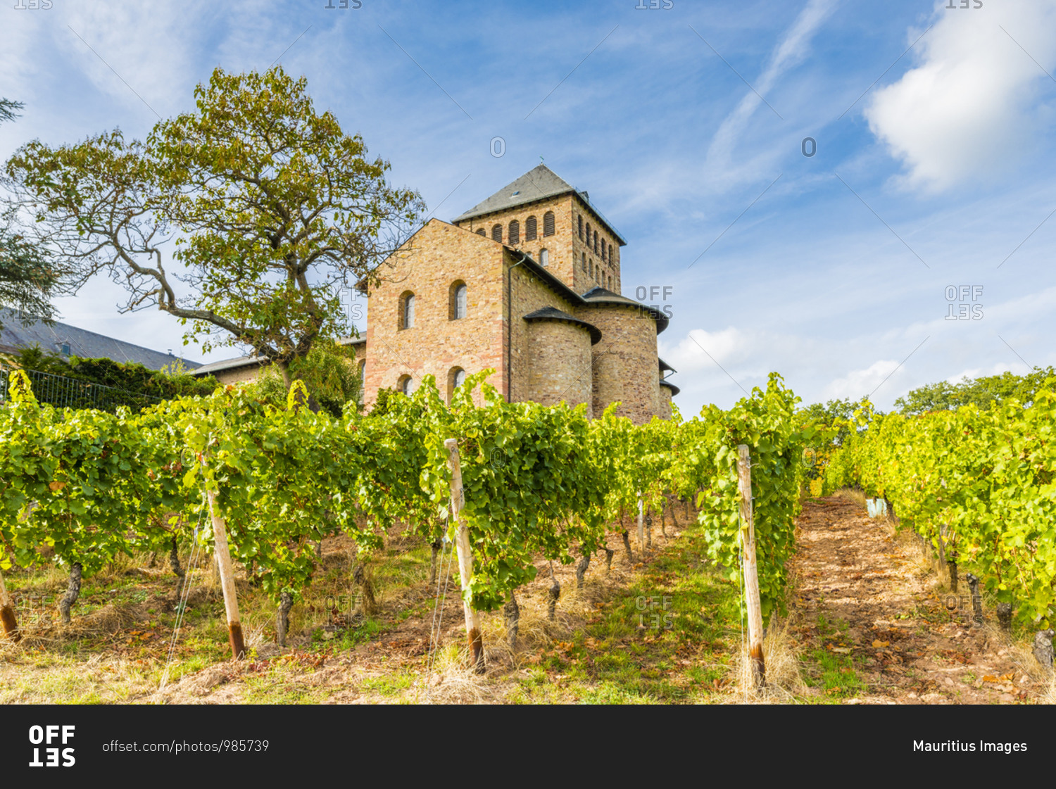 Basilica of Schloss Johannesburg, Rheingau, monastery church, surrounded by Riesling vines