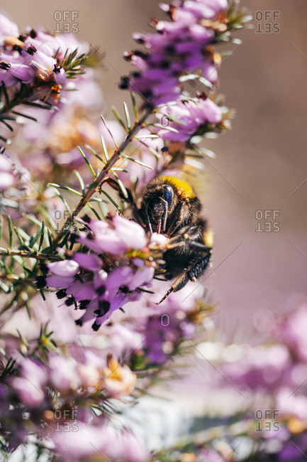 Bumblebee on a pink heather flower