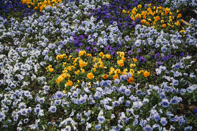 Flower bed of colorful pansies