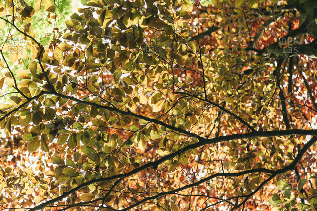 Close up of deciduous tree leaves