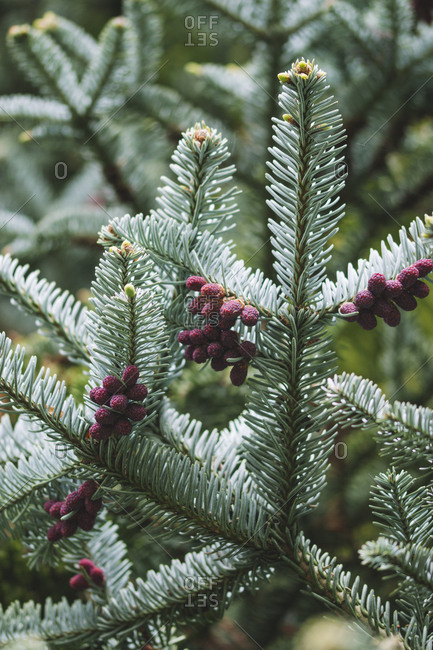 Detail of red conifer berries