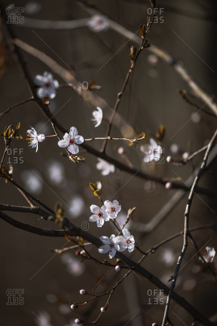 Close up of cherry blossom tree