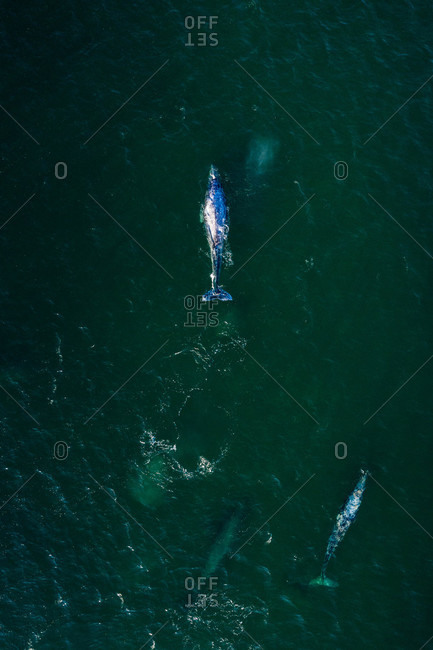 Aerial view of whales in the ocean