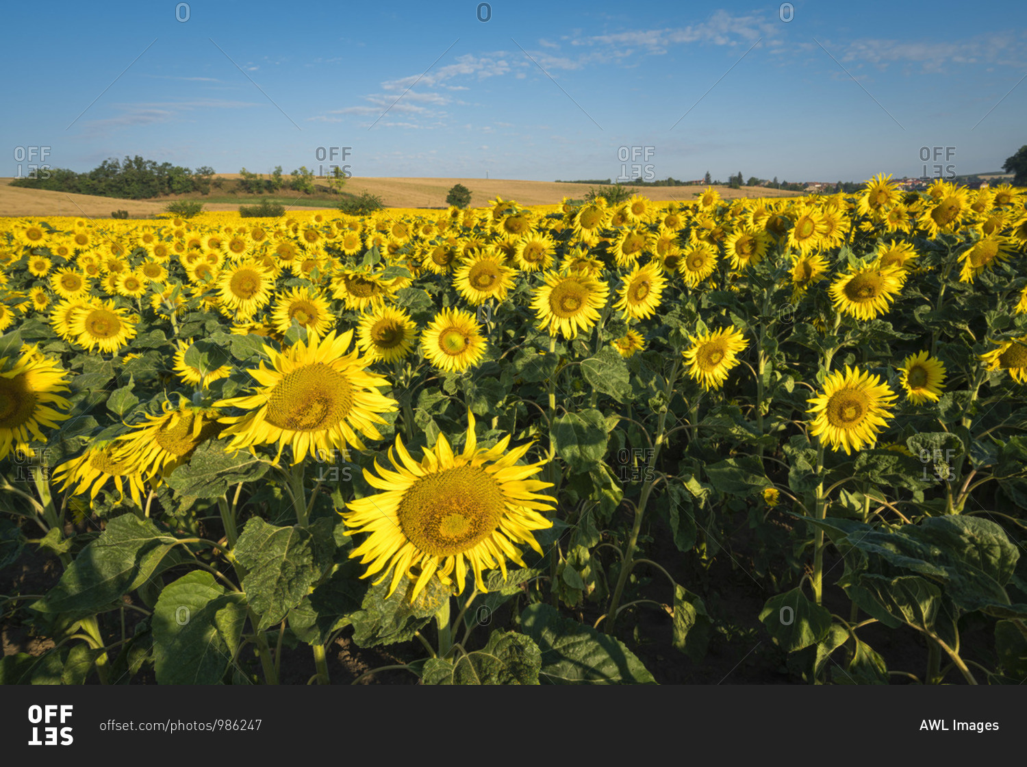 Fresh sunflowers on field near Hovorany, Hodonin District, South Moravian Region, Moravia, Czech Republic