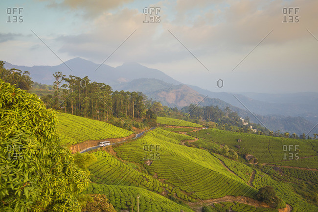 HD wallpaper: india, munnar, pines, trees, tea, tea leaf, kerala, hills,  mountains | Munnar, Aerial photo, Kerala tourism