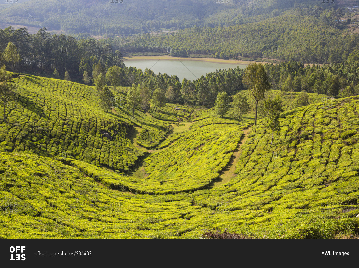 India, Kerala, Munnar, View of tea estates and Mattupetty Lake