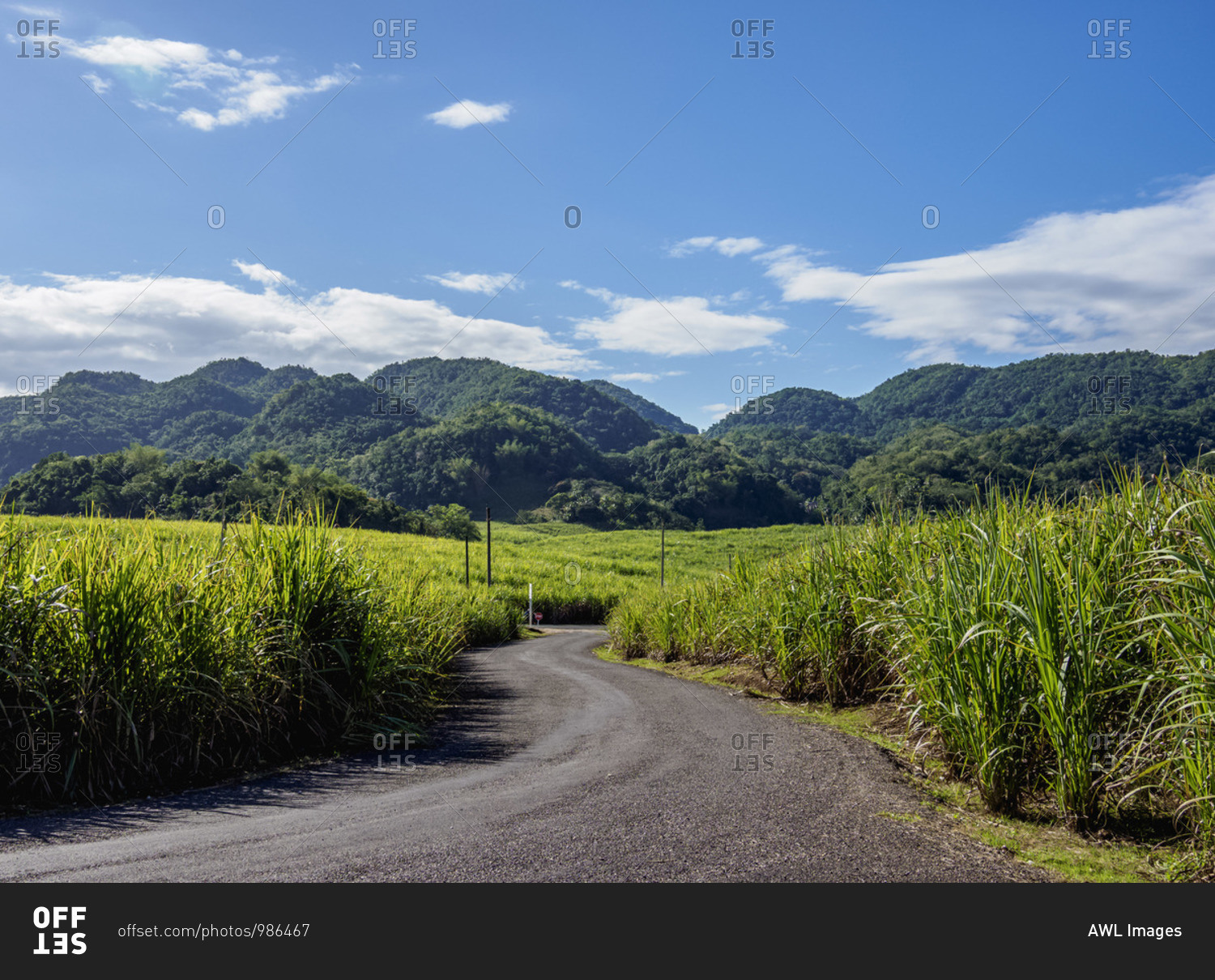 Sugar Cane Field near Appleton Estate Rum Factory, Nassau Valley, Saint Elizabeth Parish, Jamaica