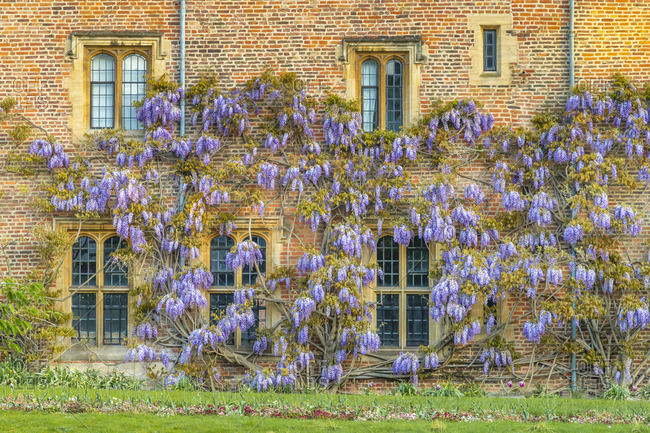 UK, England, Cambridgeshire, Cambridge, Magdalene College, Wisteria growing on college wall