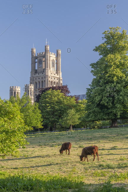 UK, England, Cambridgeshire, Ely, Ely Cathedral West Tower viewed from The Park