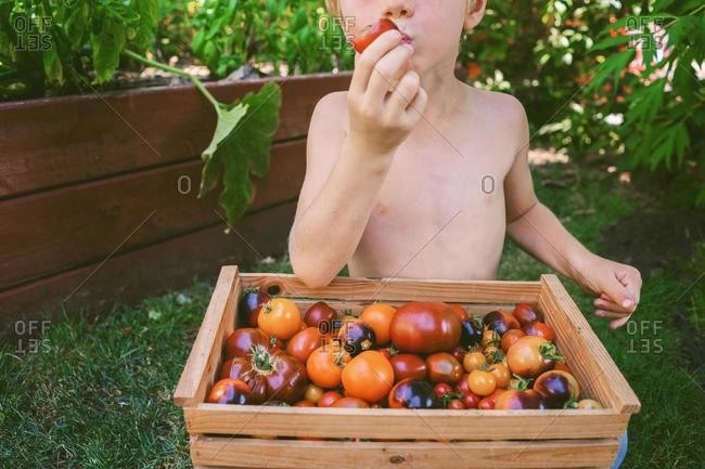 Boy standing in the garden in summer eating a freshly picked tomato