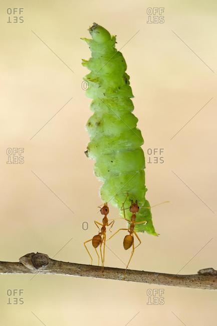 Two ants carrying a caterpillar on a twig, Indonesia