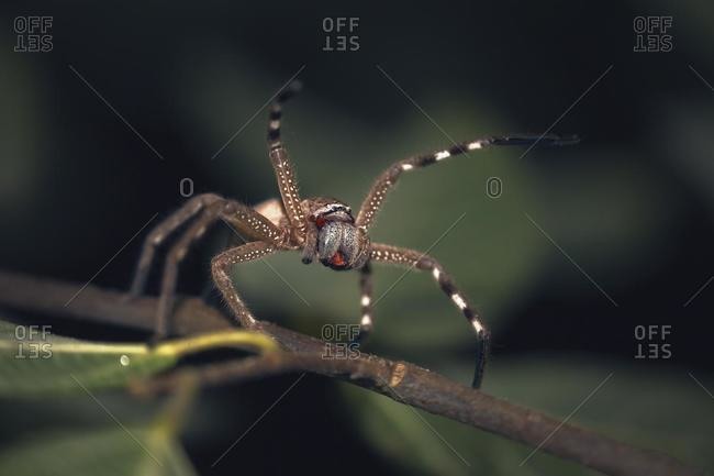 A huntsman spider on a branch, Queensland, Australia