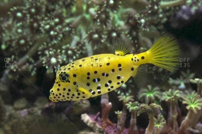Yellow pufferfish swimming underwater, Indonesia