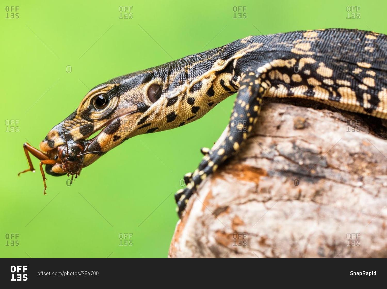 Close-up of a monitor lizard eating an insect, Indonesia stock photo ...