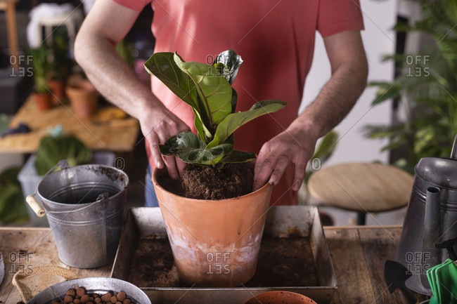 Man planting fiddle-leaf fig plant in pot at home