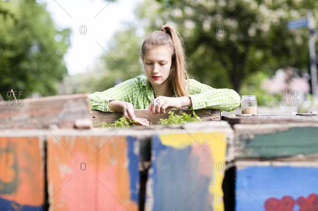 Young woman planting seedlings in urban garden