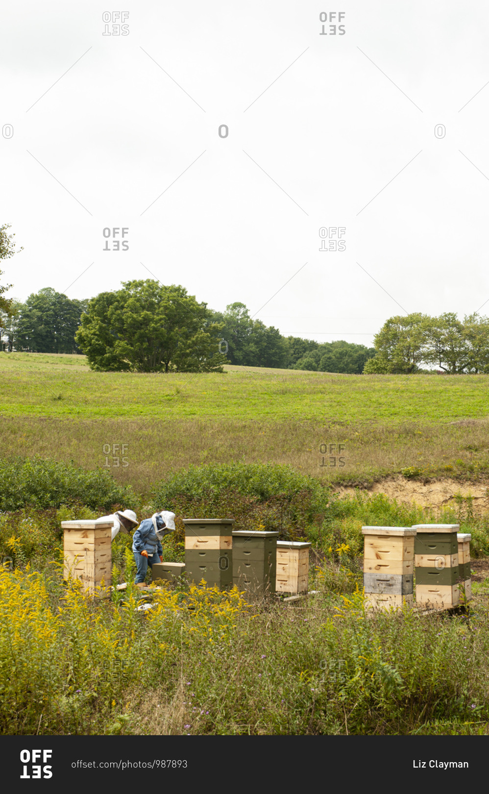 Two people working with beehives