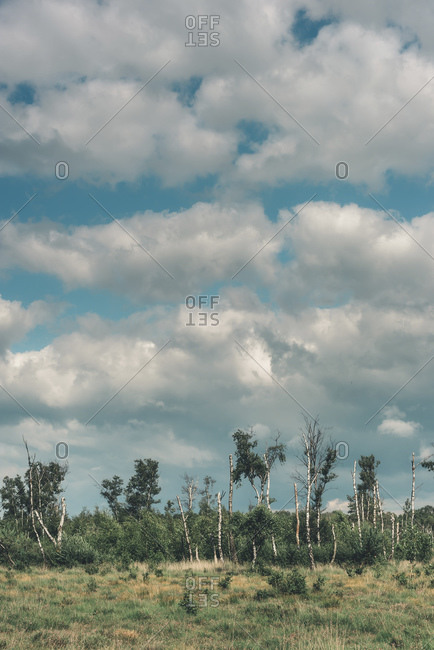 Nature reserve with birch trees in summer under cloudy sky