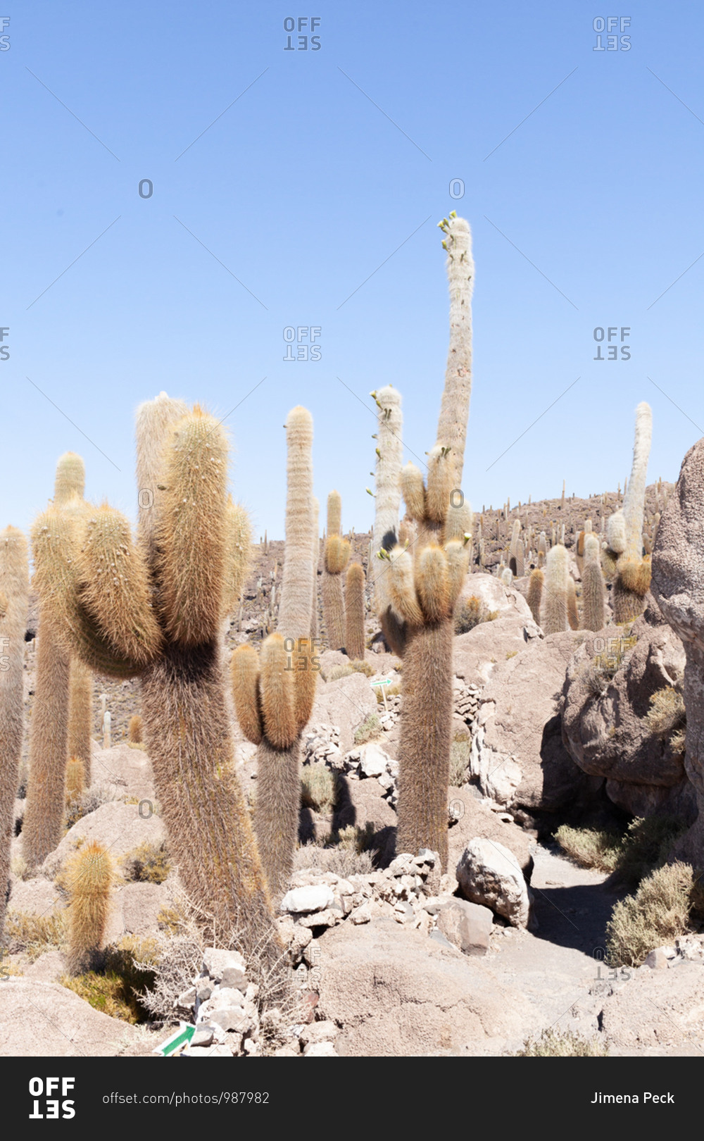 Cactus in Uyuni salt-flat in the Incahuasi island, Uyuni salt-flat in Bolivia, South America