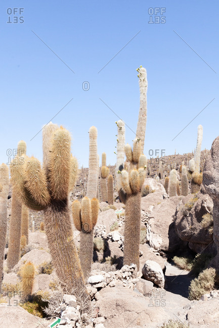 Cactus in Uyuni salt-flat in the Incahuasi island, Uyuni salt-flat in Bolivia, South America