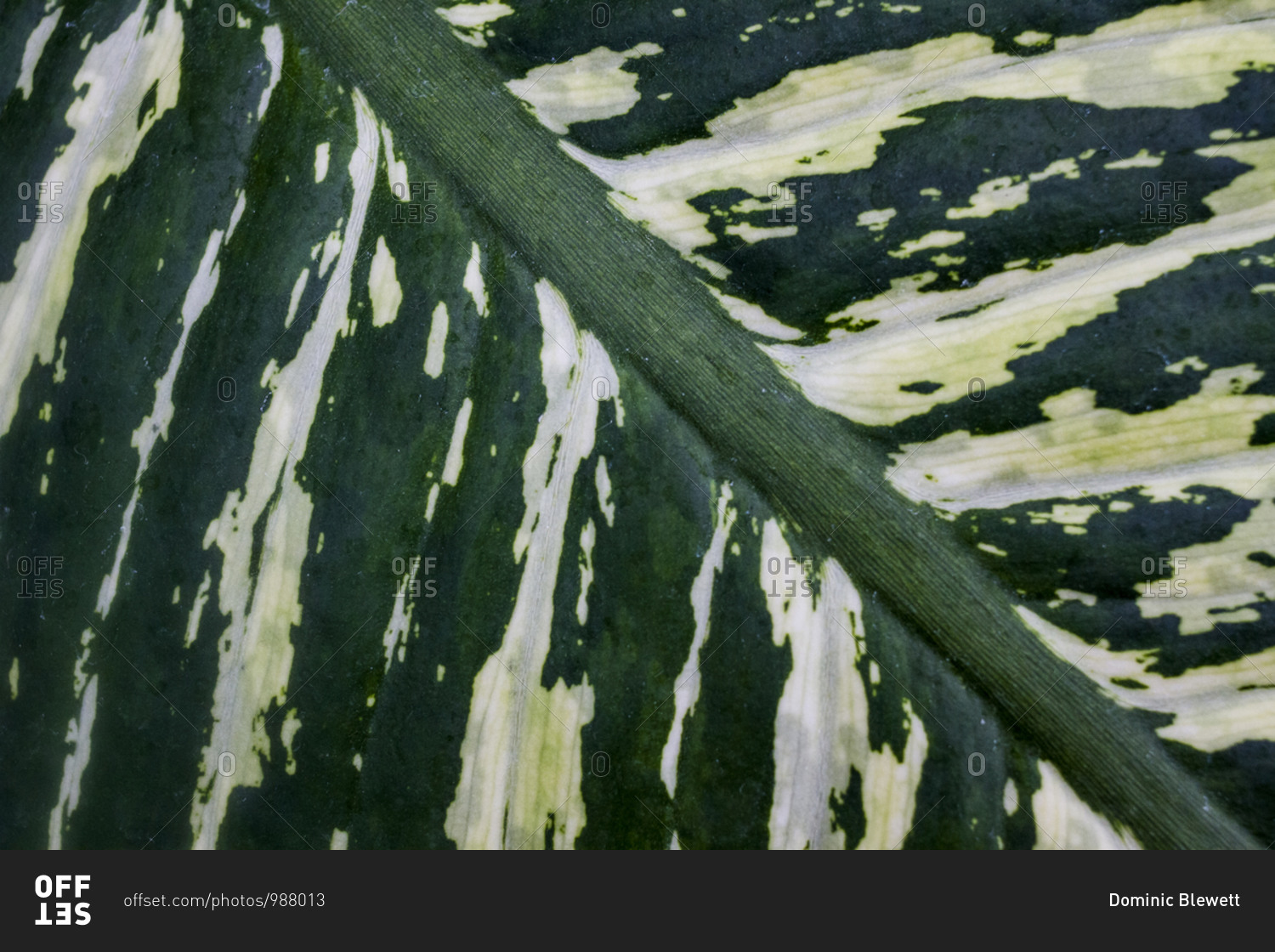 Close up of a large, green and white, waxy leaf at the Botanical Gardens in Berlin, Germany