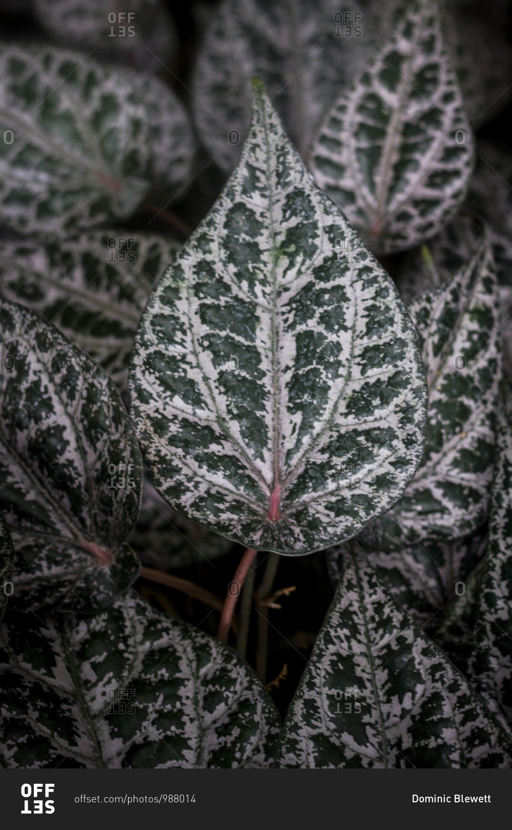 Green patterned leaves of a polka dot plant (Hypoestes phyllostachya) at the Botanical Gardens in Berlin, Germany