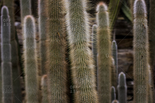 Tall, hairy cacti at the Botanical Gardens in Berlin, Germany