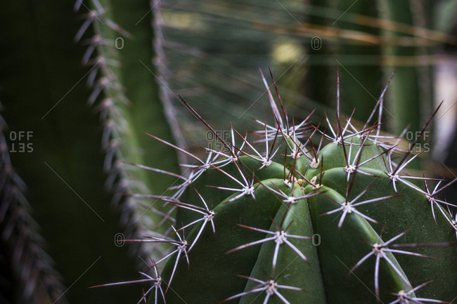 A close-up of cactus spines at the Botanical Gardens in Berlin, Germany