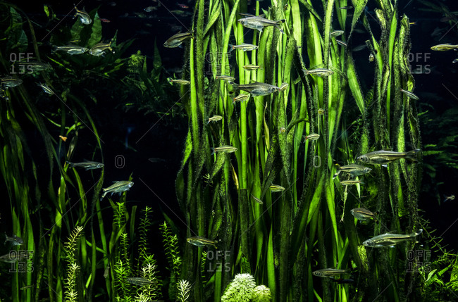 Underwater Bamboo