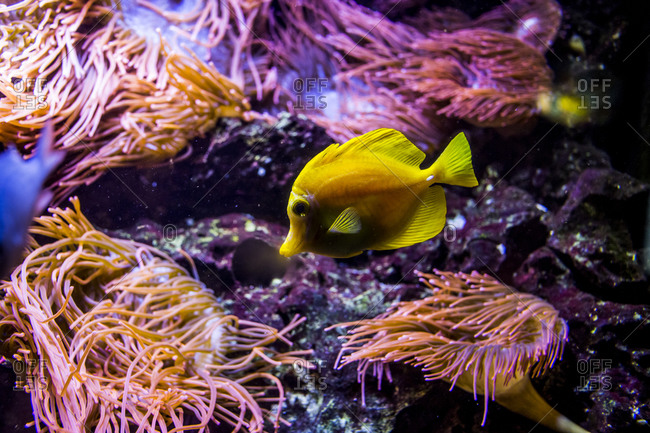 Colorful fish swim in an area of sea anemones in the Berlin Aquarium, Germany